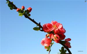 Cherry Blossoms